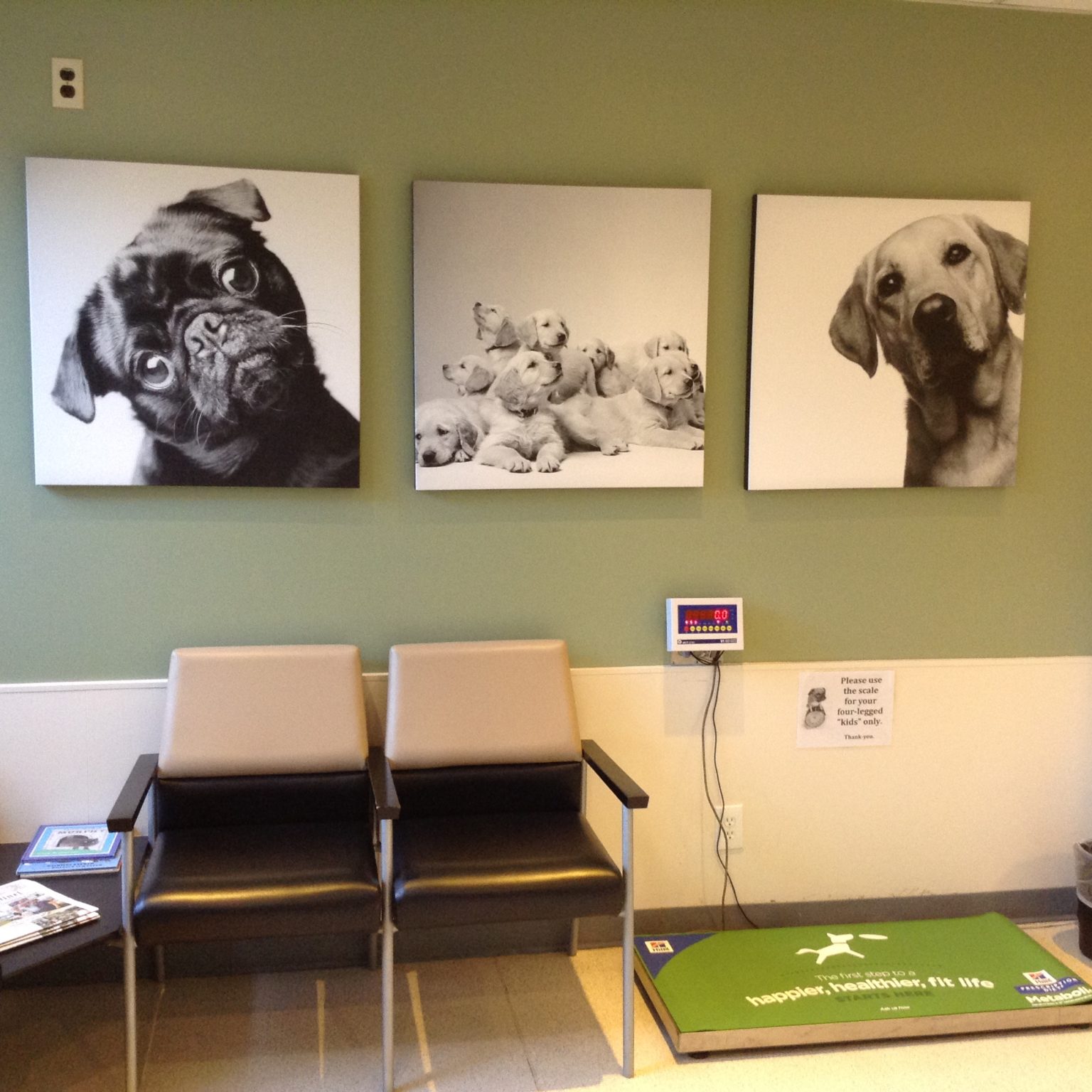 Virtual vet hospital tour greenwich animal hospital